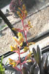 Aechmea.calichroma.flower.jpg (58373 bytes)