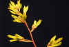 Aechmea.callichroma.flowering.jpg (25263 bytes)