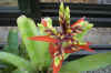 Aechmea.retusa.flower.jpg (49837 bytes)