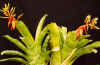 Aechmea.retusa.jpg (58358 bytes)