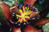 Billbergia.M.Waterman.flower.jpg (29878 bytes)