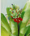 Billbergia.amoena.cv.Berry.Allen.jpg (56313 bytes)