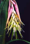 Billbergia.zebrina.jpg (30473 bytes)