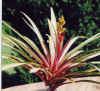 Guzmania.zahnii.var.jpg (47717 bytes)