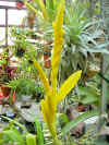 Vriesea.ospinae.flowerspike.jpg (58267 bytes)