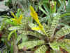 Vriesea.ospinae.gruberi.jpg (75846 bytes)