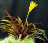 Vriesea .bleheri.jpg (34303 bytes)